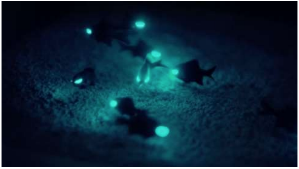 Unveiling the Mysteries of Flashlight Fish Nature's Illuminating Marvel FishOnTips