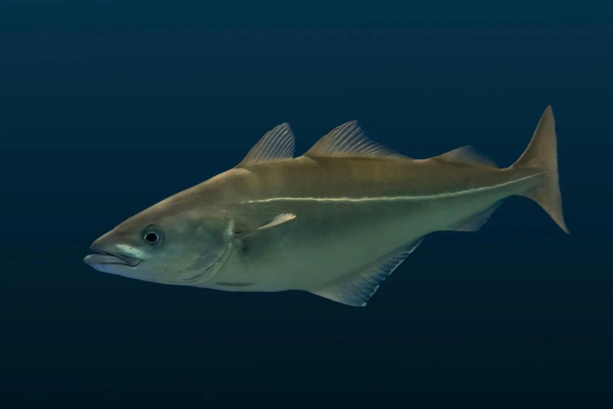 Haddock Fish Habitat, Size, Lifespan FishOnTips