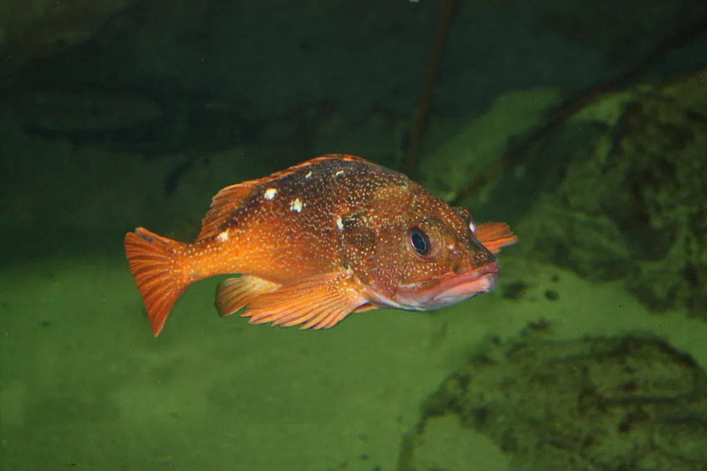 Rockfish Fish Guide Habitat, Diet, Life Cycle, and Facts FishOnTips