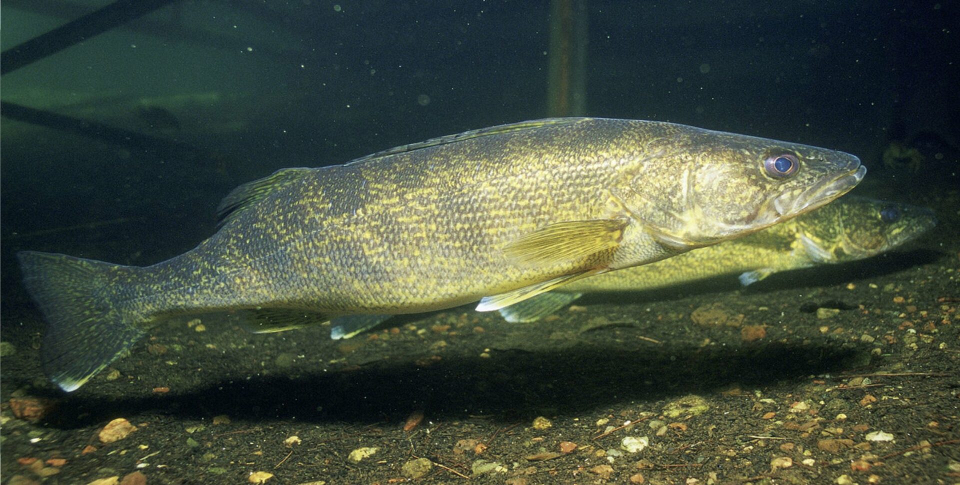 Walleye Fish Guide Biology, Habitat FishOnTips