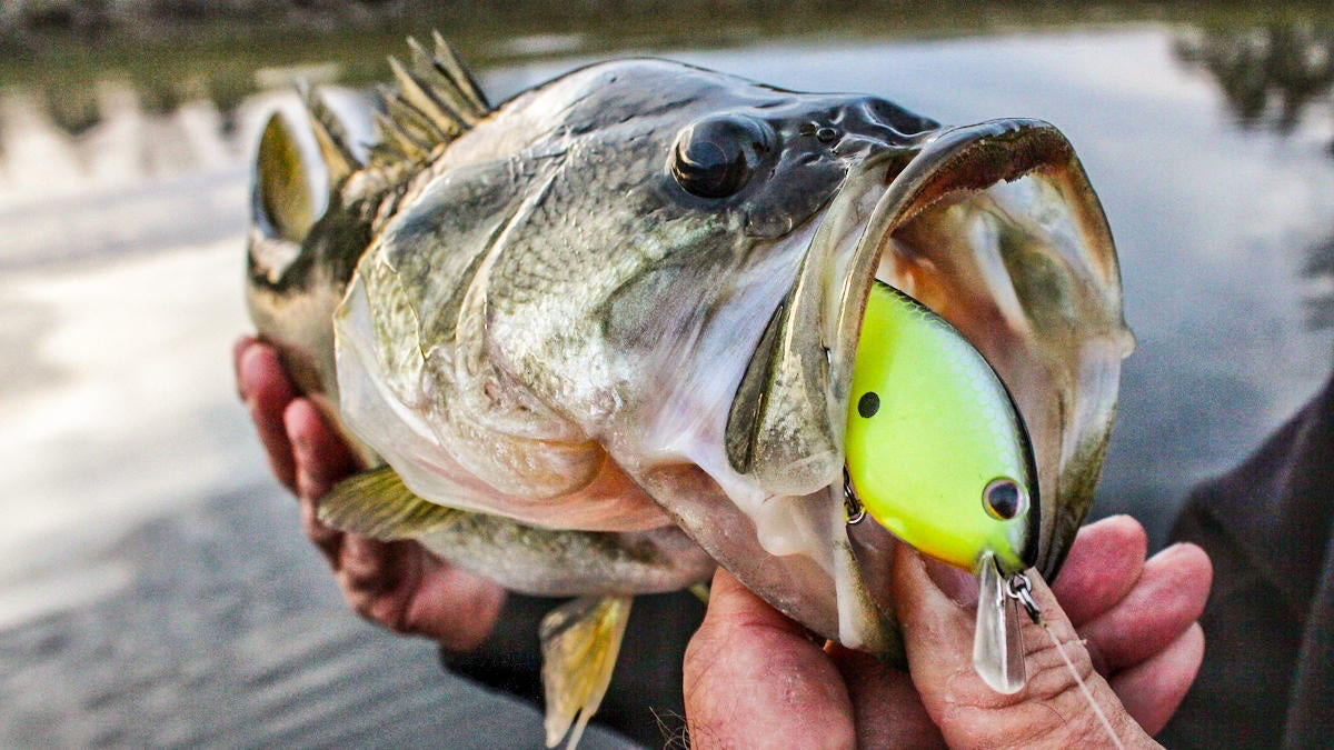 What are the best baits for bass fishing from the shore? FishOnTips