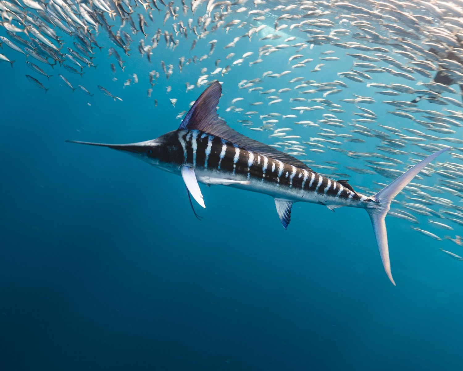 Marlin Fish Fascinating Facts, Habitat, Life Cycle, and More FishOnTips