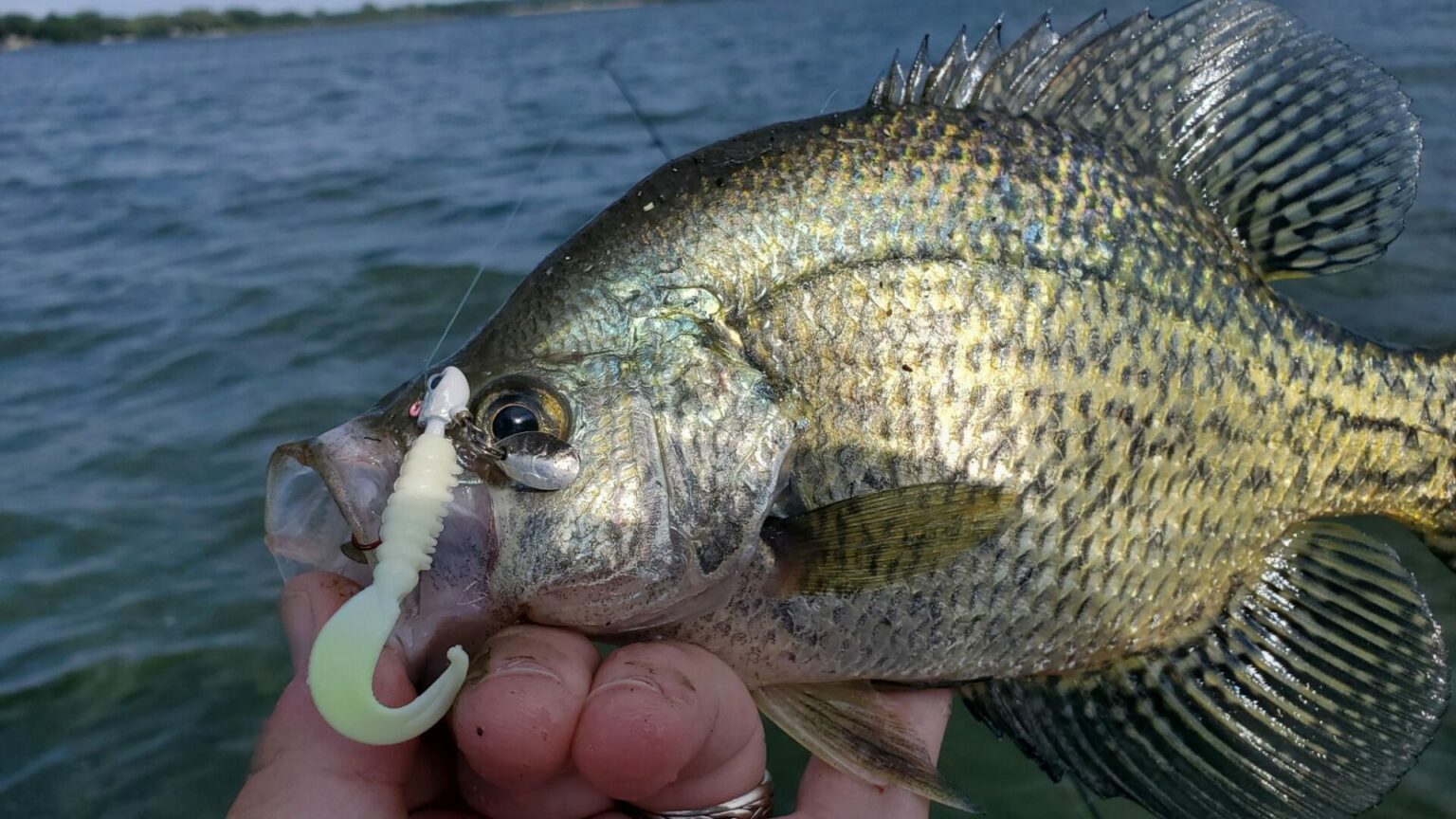 Crappie Fish Tips, Habitat, Life Cycle, and More FishOnTips