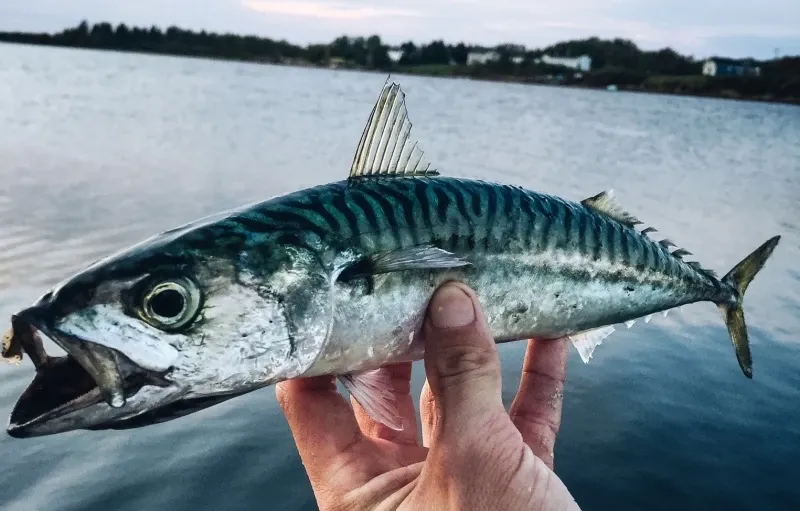 Mackerel Fish Guide Habitat, Diet, Life Cycle, and Facts FishOnTips
