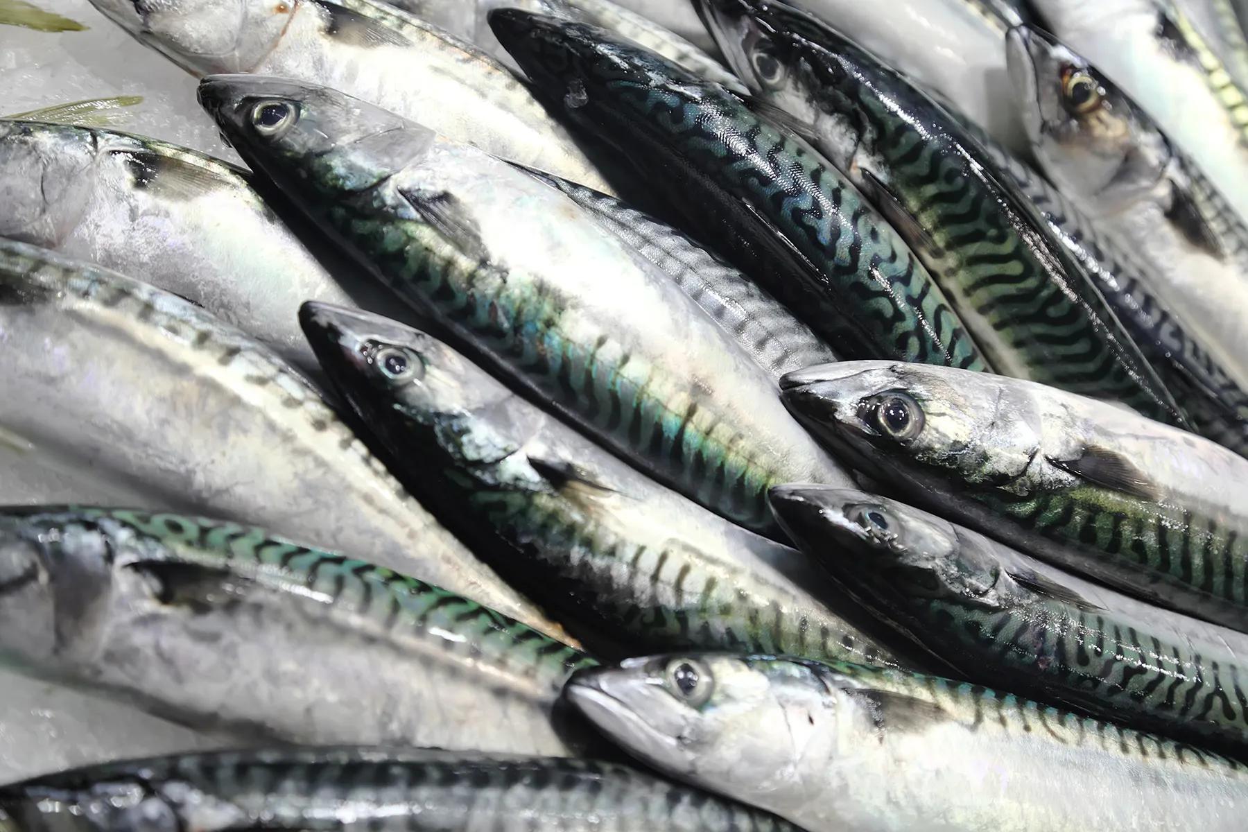 Mackerel Fish Guide Habitat, Diet, Life Cycle, and Facts FishOnTips