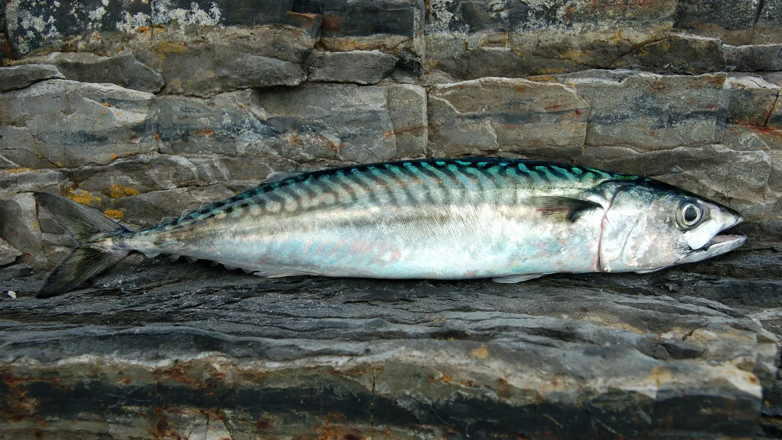 Mackerel Fish Guide Habitat, Diet, Life Cycle, and Facts FishOnTips