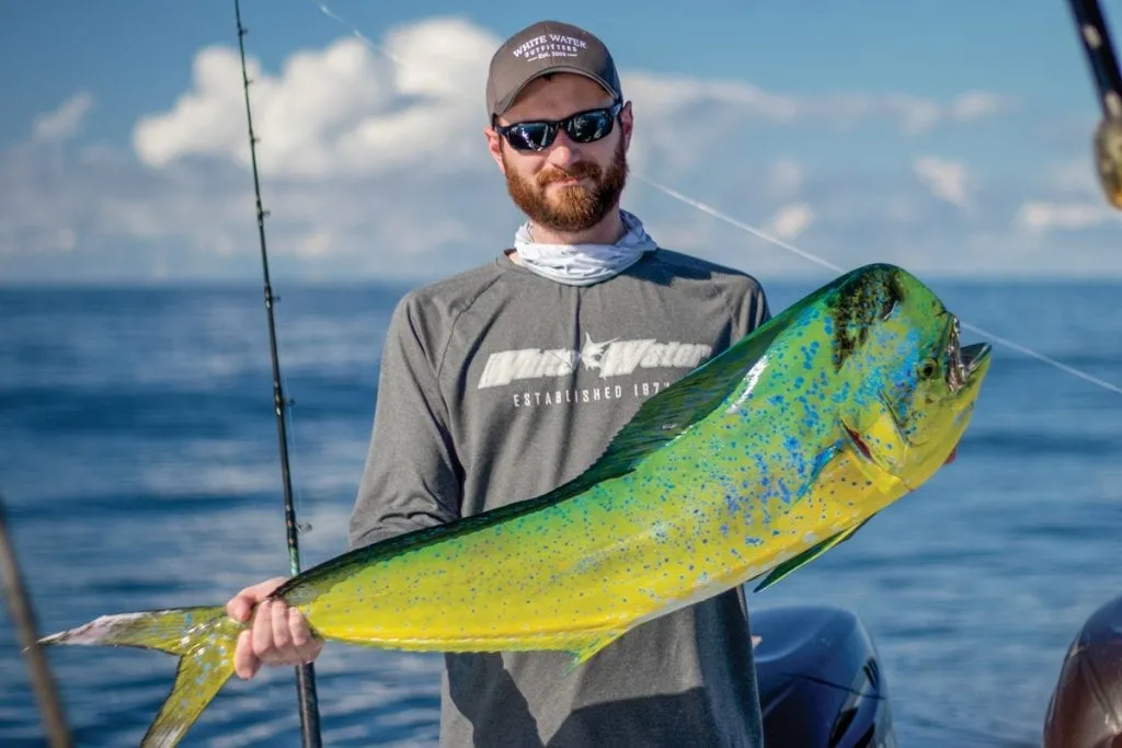 MahiMahi Fish Habitat, Diet, Life Cycle, and Facts FishOnTips