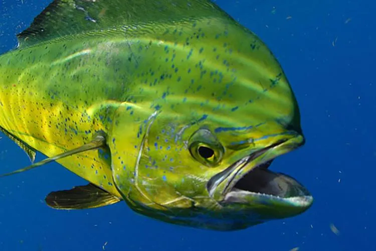 MahiMahi Fish Habitat, Diet, Life Cycle, and Facts FishOnTips