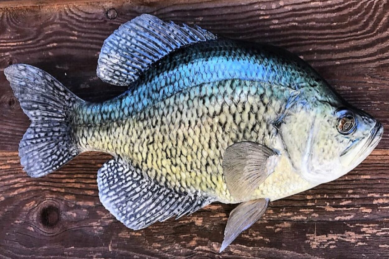 Crappie Fish Tips, Habitat, Life Cycle, and More FishOnTips