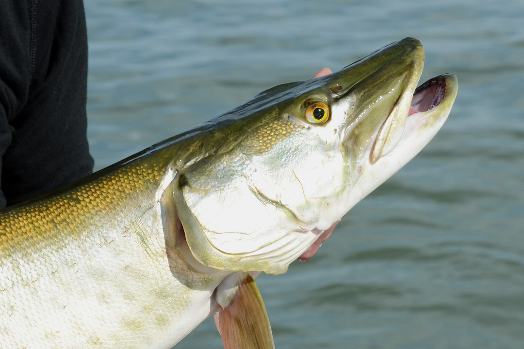 Muskie Fish Biology, Habitat FishOnTips