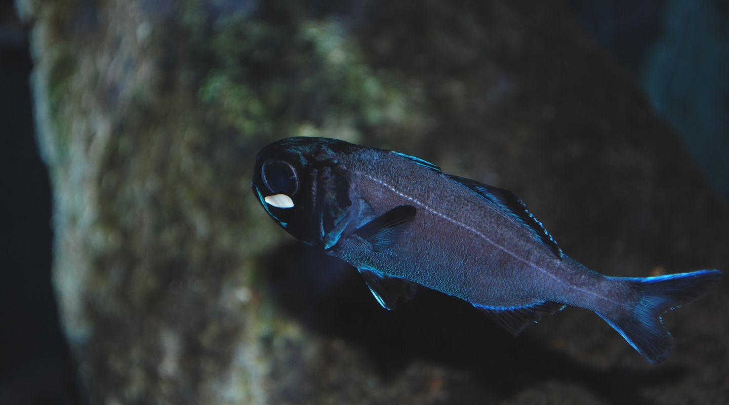 Unveiling the Mysteries of Flashlight Fish Nature's Illuminating Marvel FishOnTips