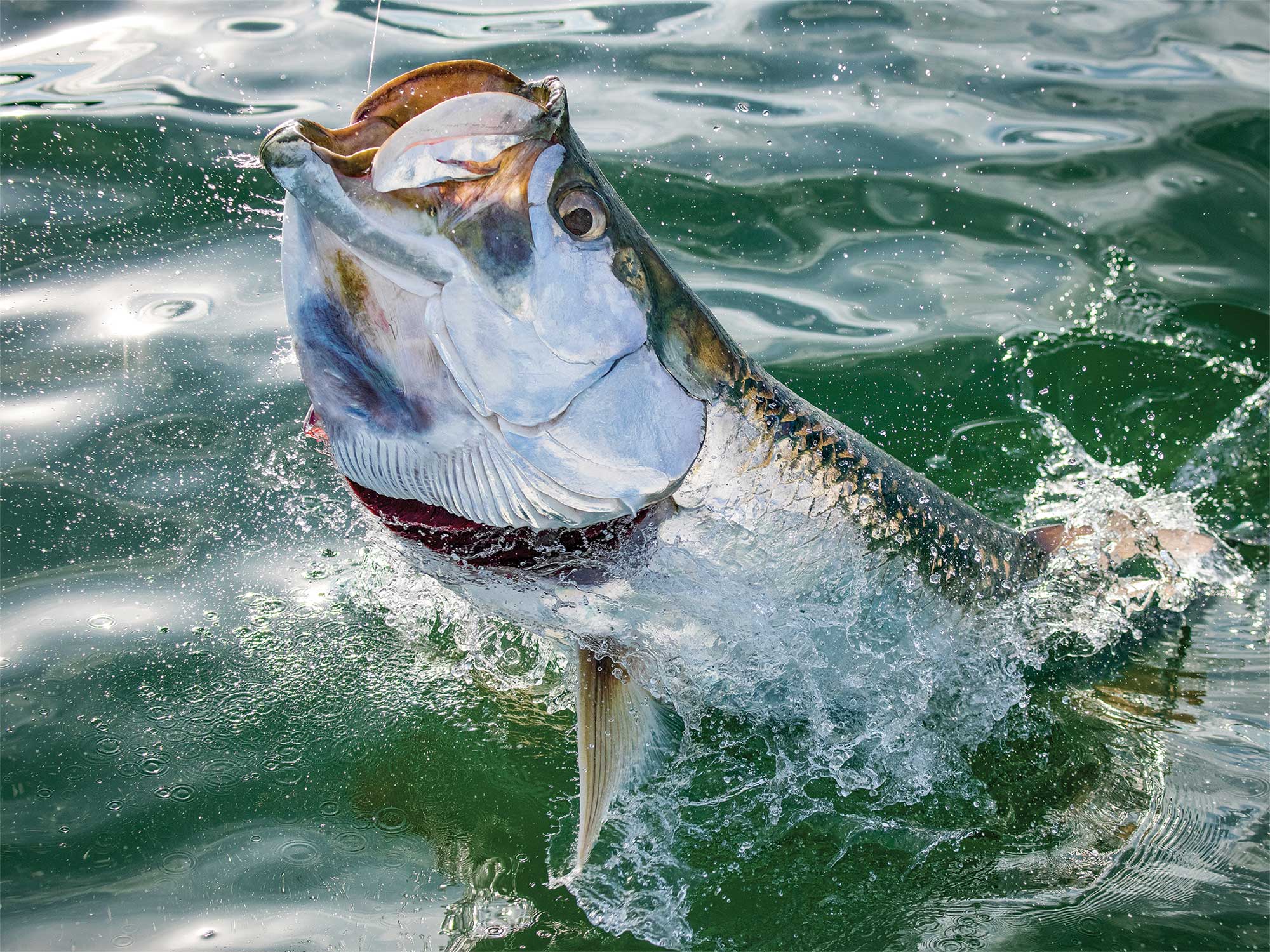 Discover the Majestic Tarpon: Silver King of the Sea FishOnTips