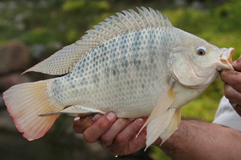 Tilapia A Comprehensive Guide to Habitat, Diet, and Aquaculture