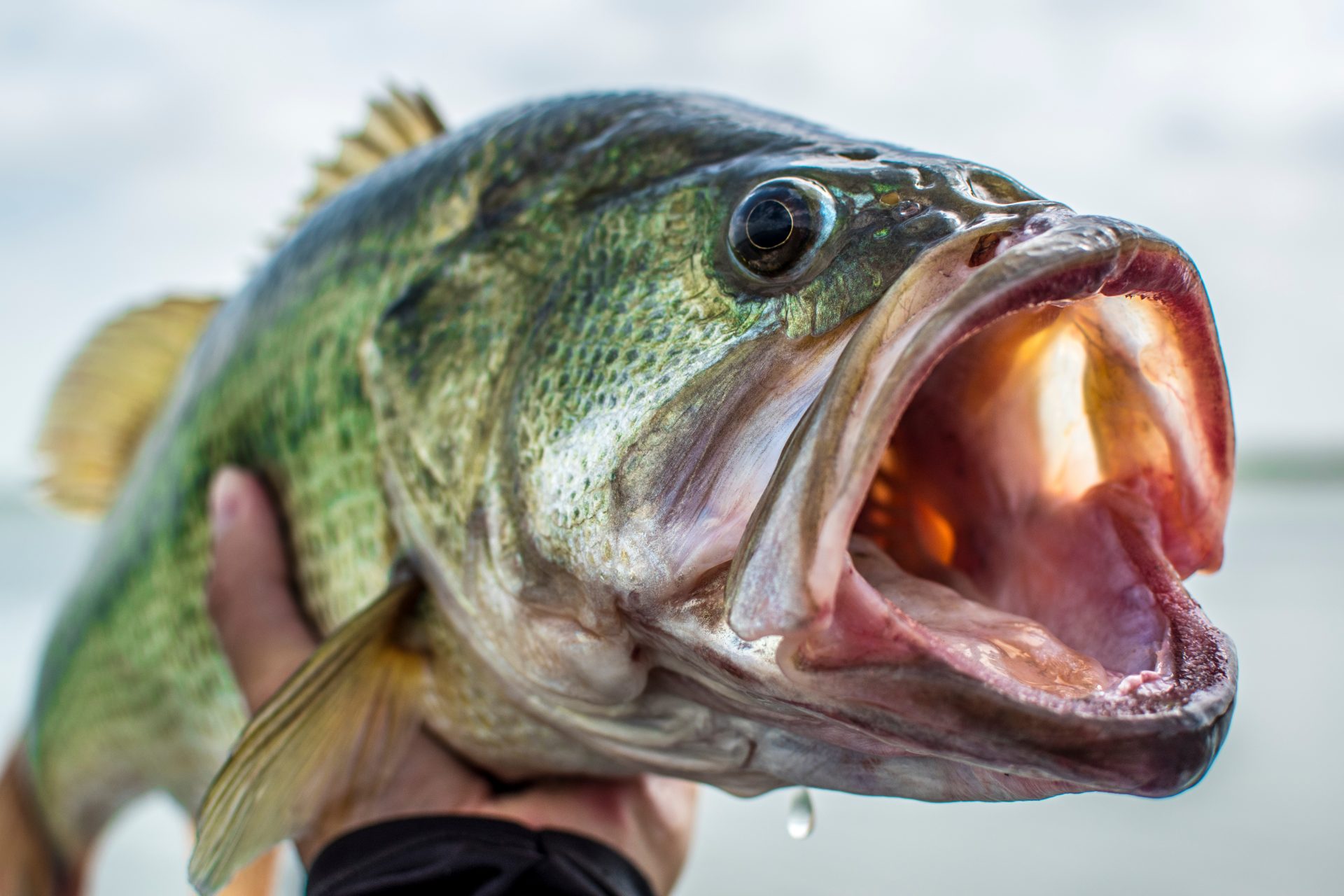 Largemouth Bass Guide Habitat, Diet, Life Cycle FishOnTips
