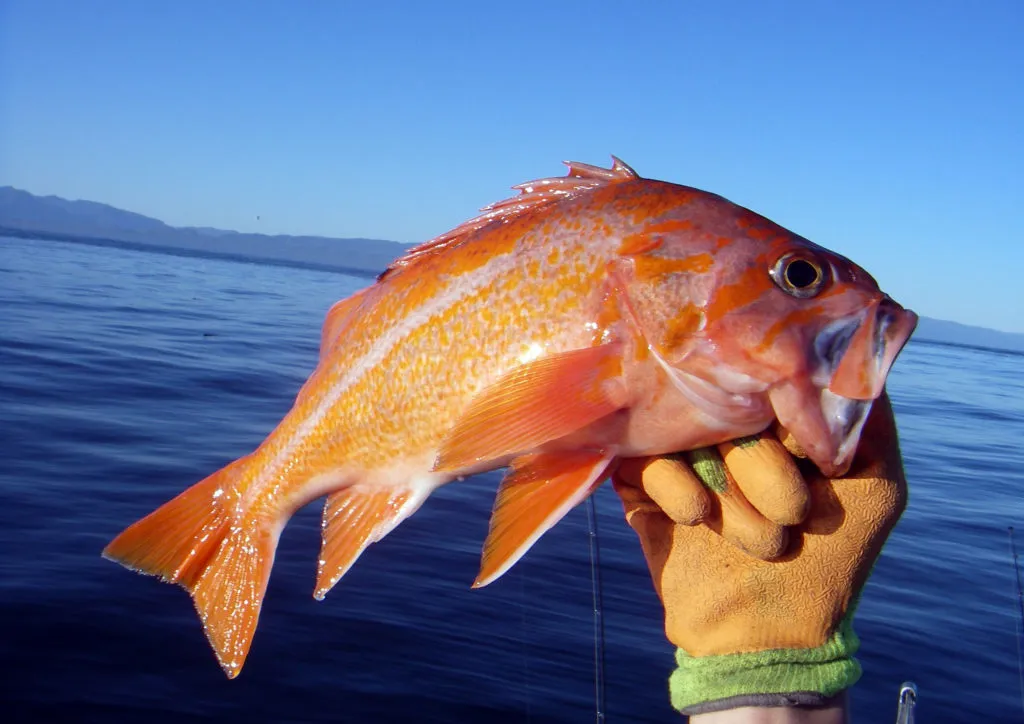 Rockfish Fish Guide Habitat, Diet, Life Cycle, and Facts FishOnTips