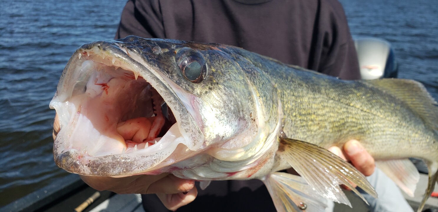 Walleye Fish Guide Biology, Habitat FishOnTips