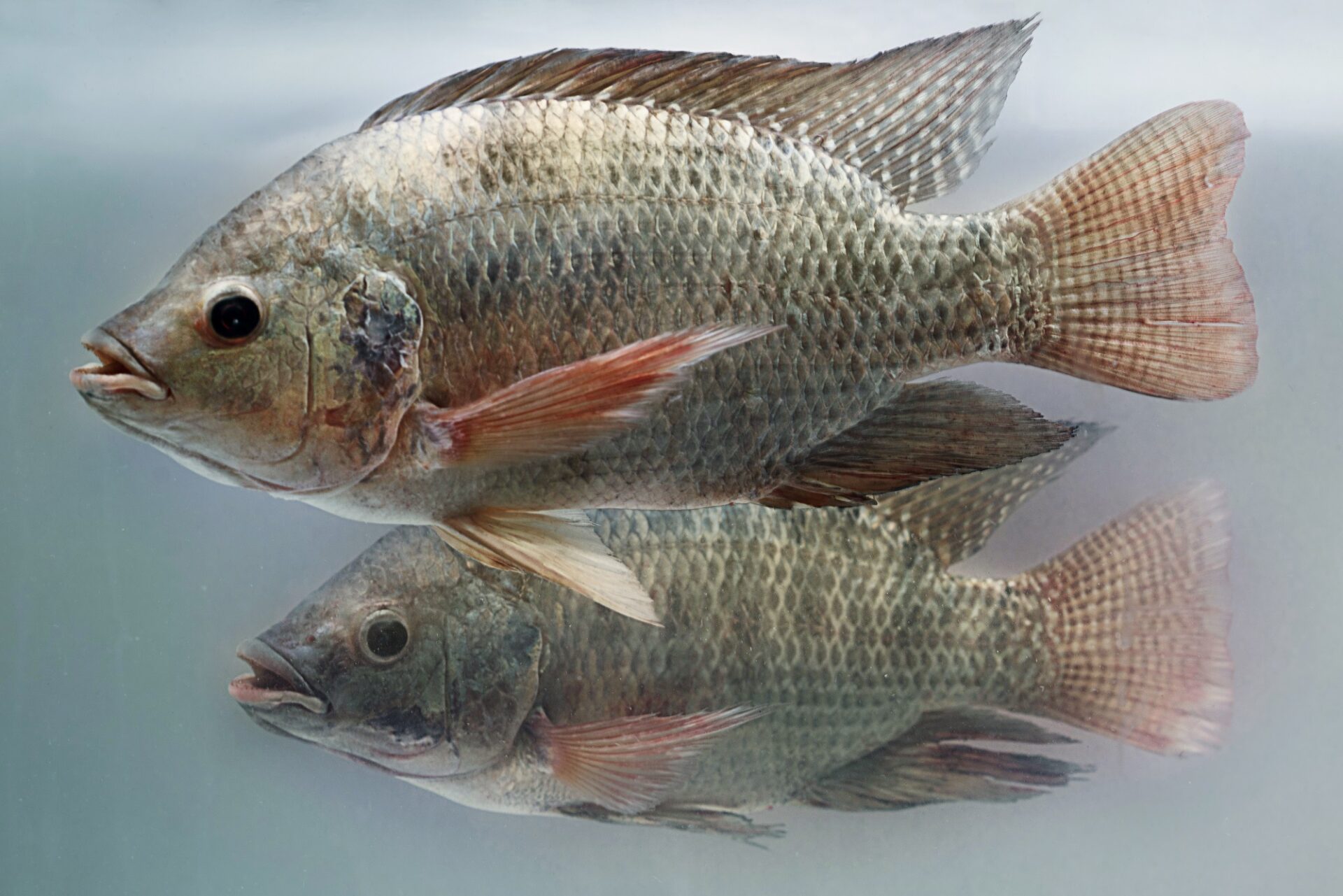 Tilapia A Comprehensive Guide to Habitat, Diet, and Aquaculture