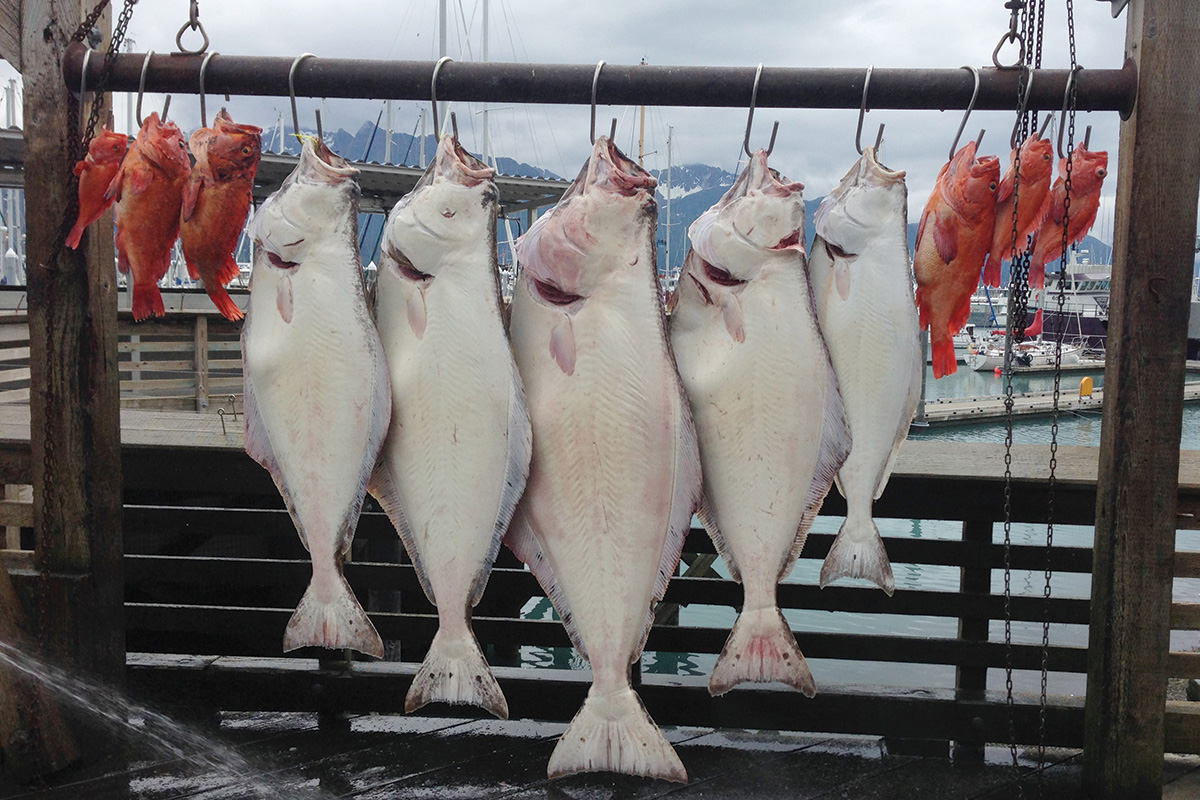 Discover Halibut Nutritious & Delicious Flatfish Halibut Facts