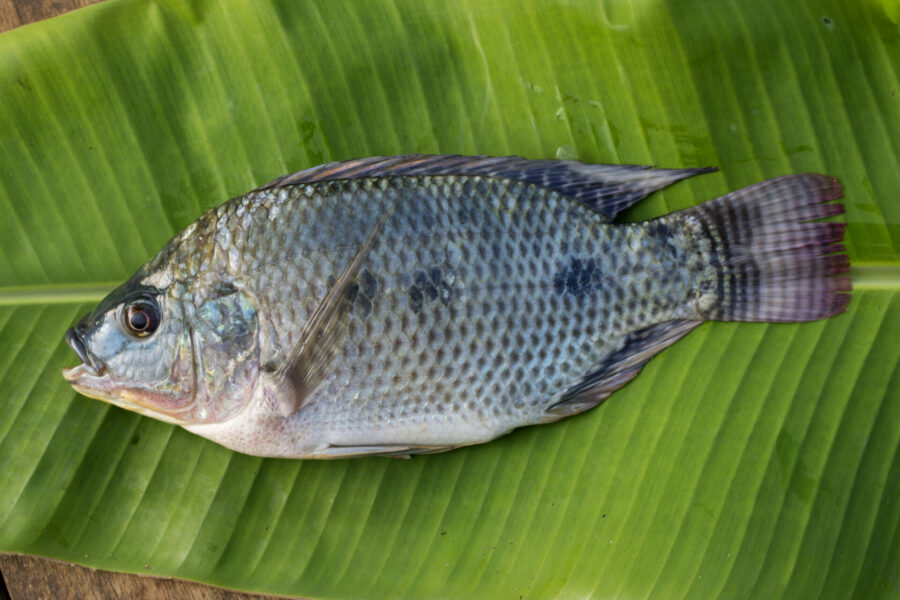 Tilapia A Comprehensive Guide to Habitat, Diet, and Aquaculture