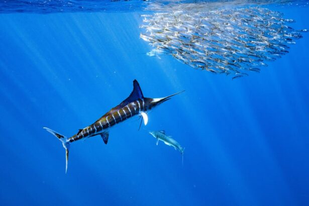 Marlin Fish: Fascinating Facts, Habitat, Life Cycle, and More - FishOnTips