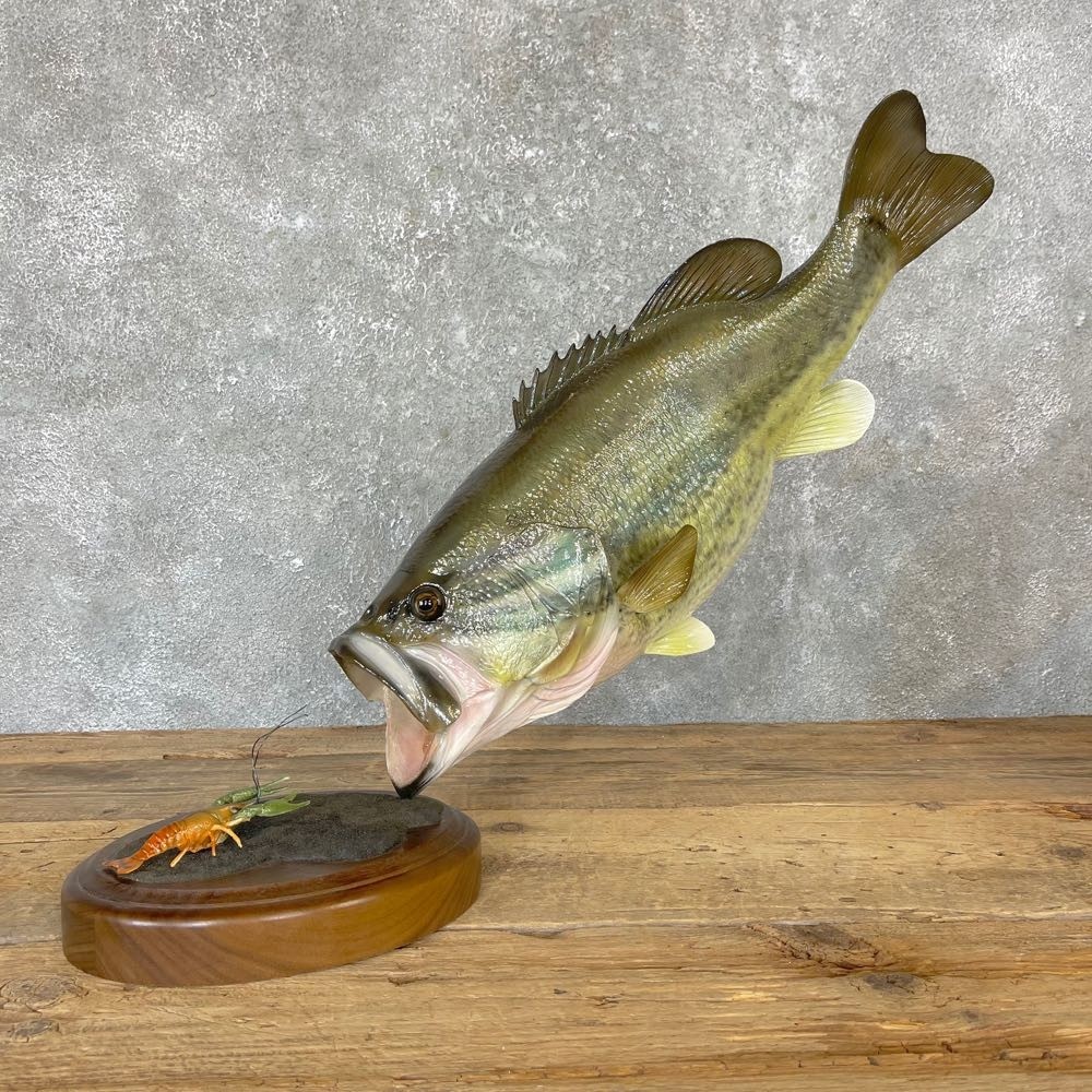 Largemouth Bass Guide Habitat, Diet, Life Cycle FishOnTips