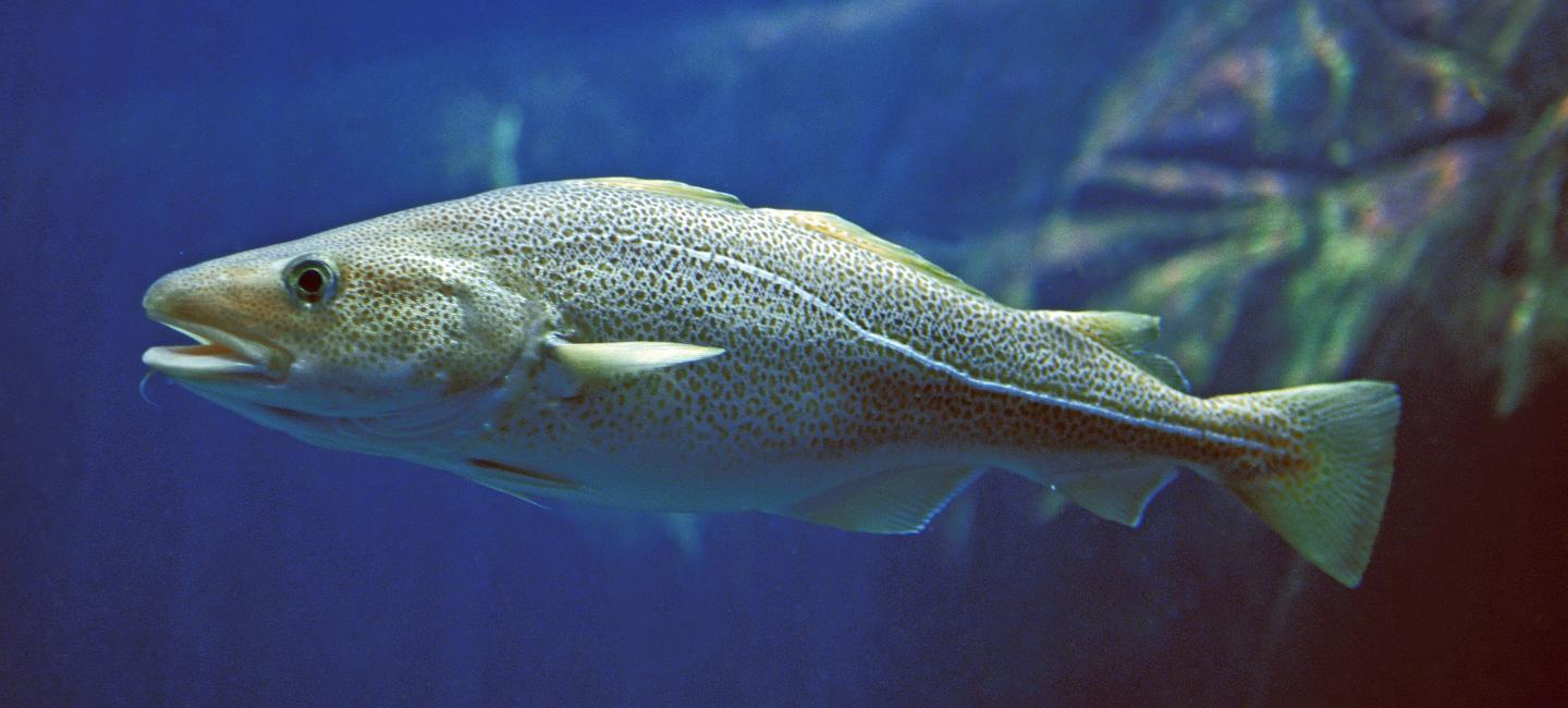 Cod Fish Habitat, Behavior, and Culinary Uses FishOnTips