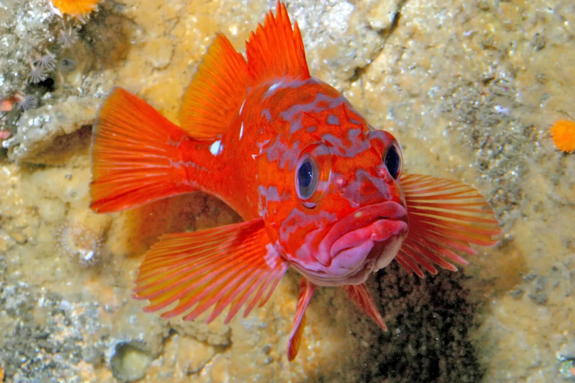 Rockfish Fish Guide Habitat, Diet, Life Cycle, and Facts FishOnTips