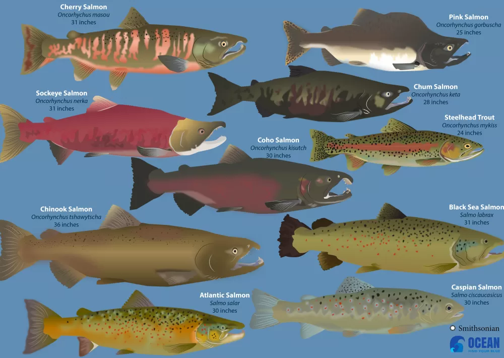 Salmon Fish Habitat, Diet, Life Cycle and Facts FishOnTips
