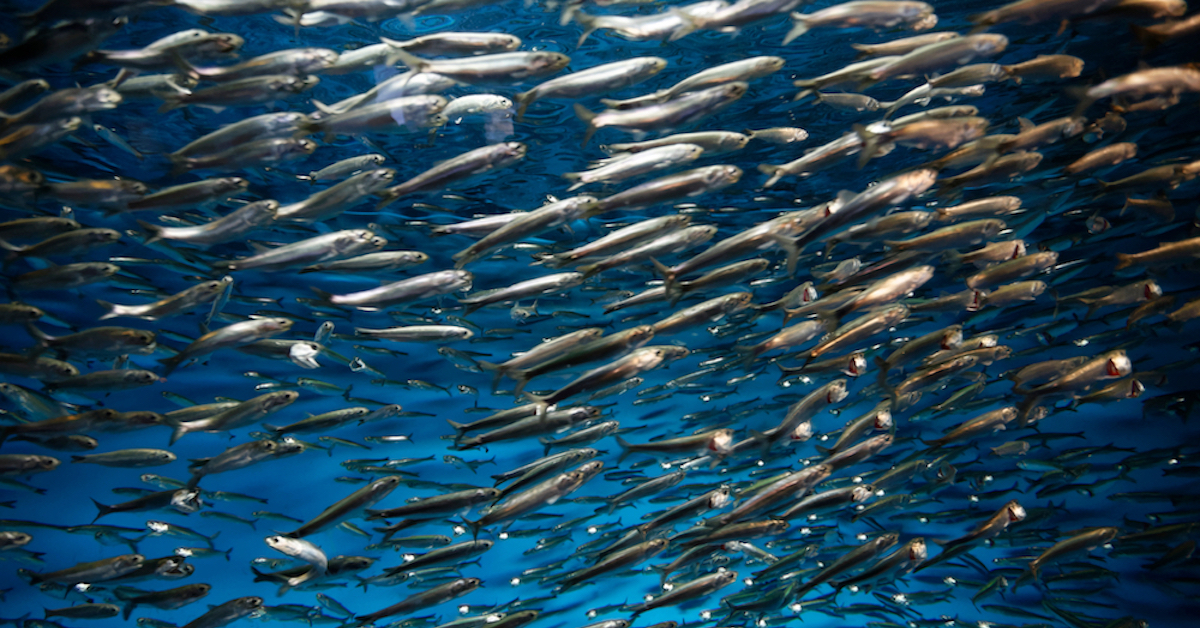 Sardines Uncovered Exploring the World of These Nutritious, Small Fish