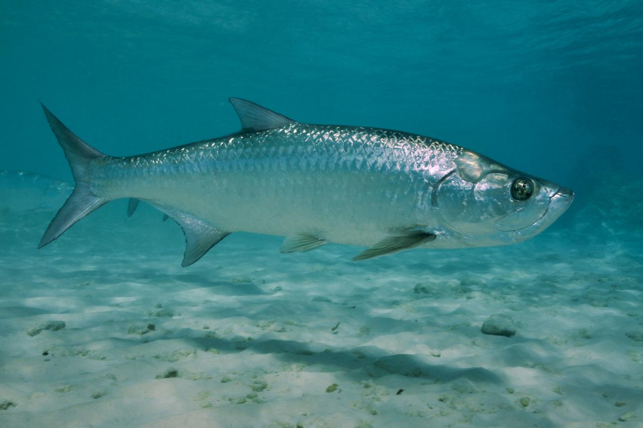 Discover the Fascinating World of Redfish FishOnTips