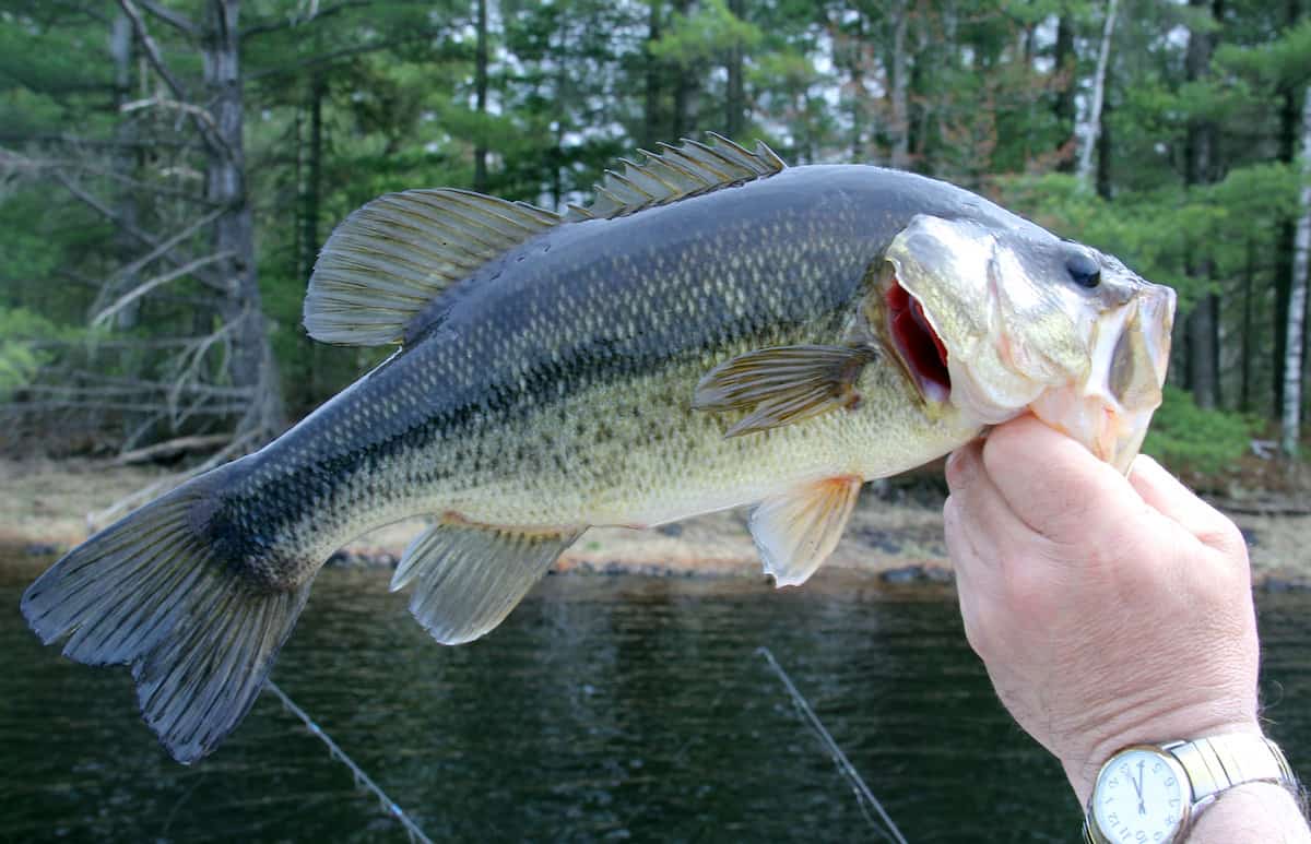 Largemouth Bass Guide Habitat, Diet, Life Cycle FishOnTips