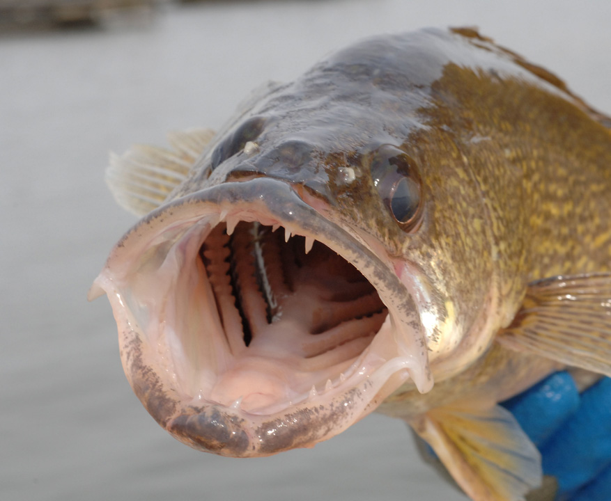 Walleye Fish Guide Biology, Habitat FishOnTips